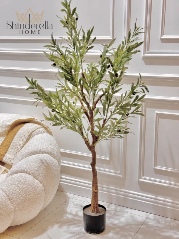 شجرة زيتون ارتفاع 100سم