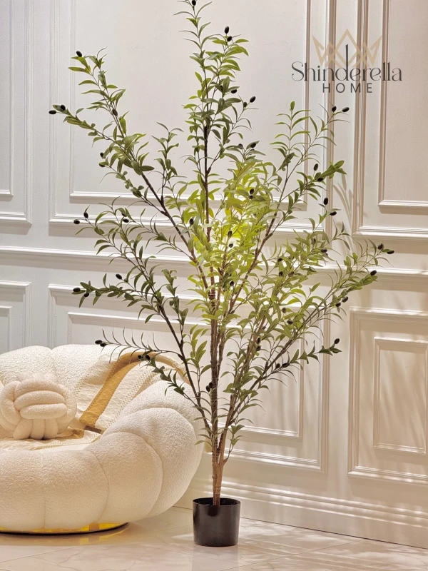 شجرة زيتون ارتفاع 140 سم