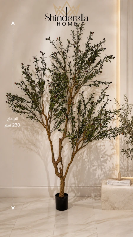 شجرة زيتون صخمة ارتفاع 230سم✨