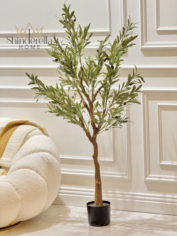 شجرة زيتون ارتفاع 100سم